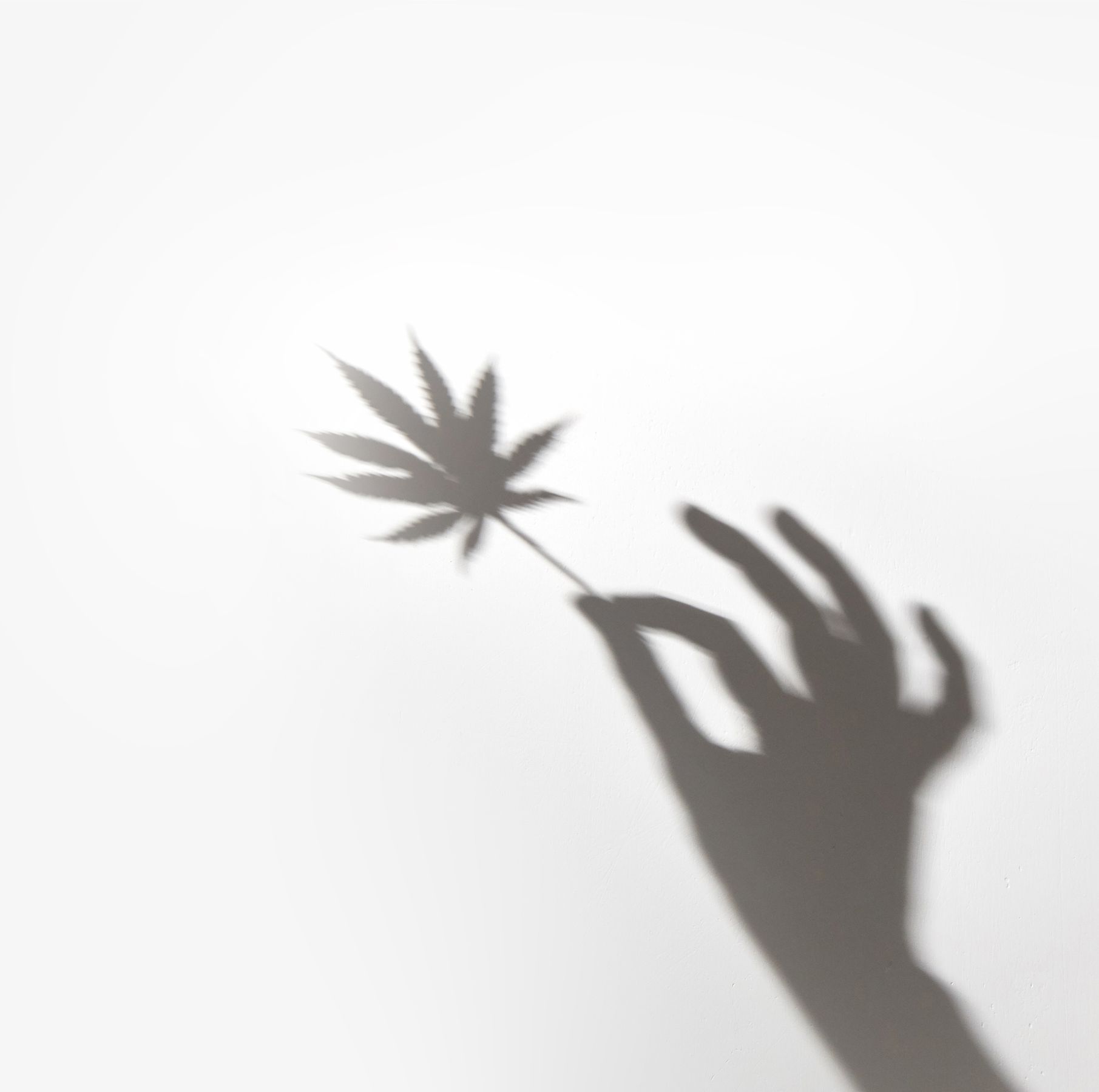 Image that represents someone working with a Smart Quality Management Software for Medicinal Cannabis companies | Scilife