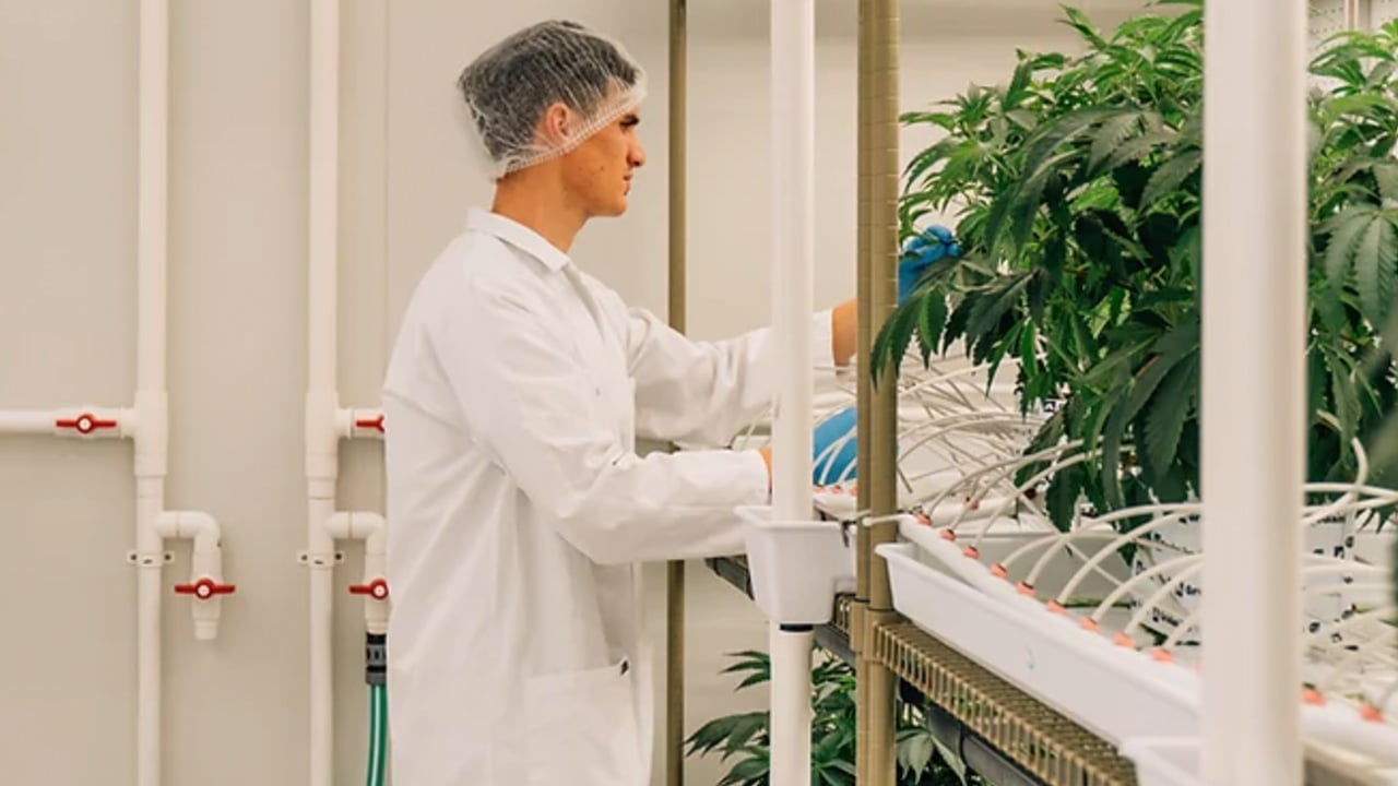 Helius customer story image featuring a technician in a GMP-controlled medicinal cannabis facility | Scilife