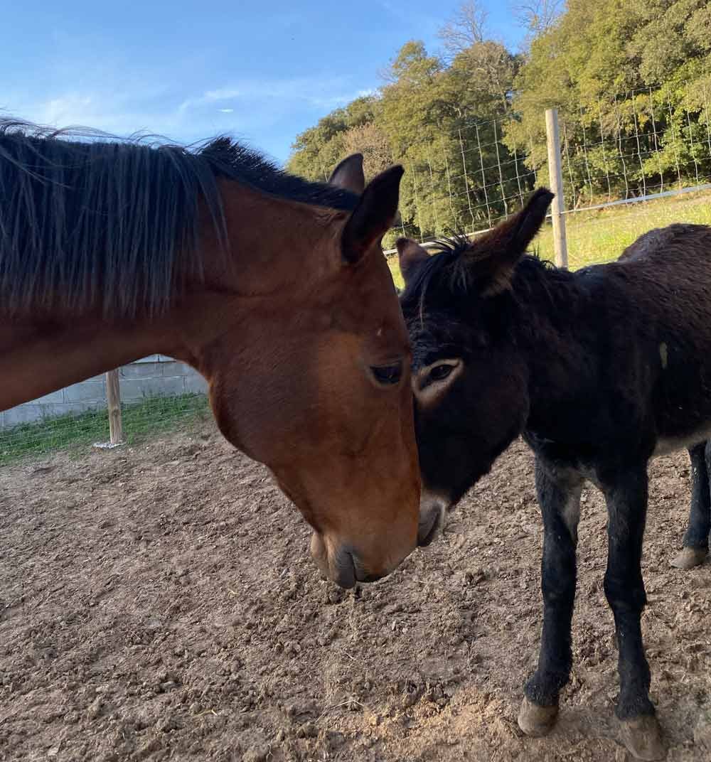 horse3