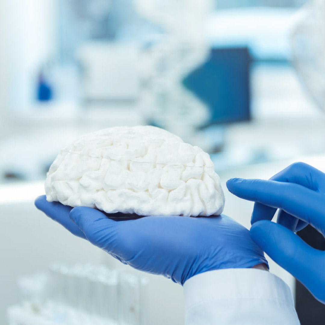Main gantée tenant un modèle de cerveau en laboratoire | Scilife