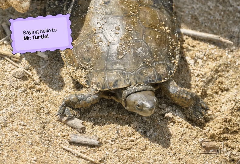 Close-up of a native turtle discovered during Scilife’s ethical wildlife monitoring in Altafulla—hello, Mr. Turtle! | scilife